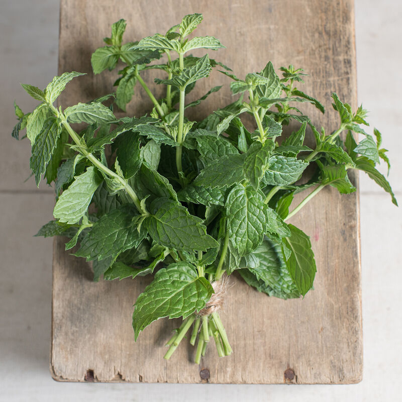 Mint 1oz Fresh