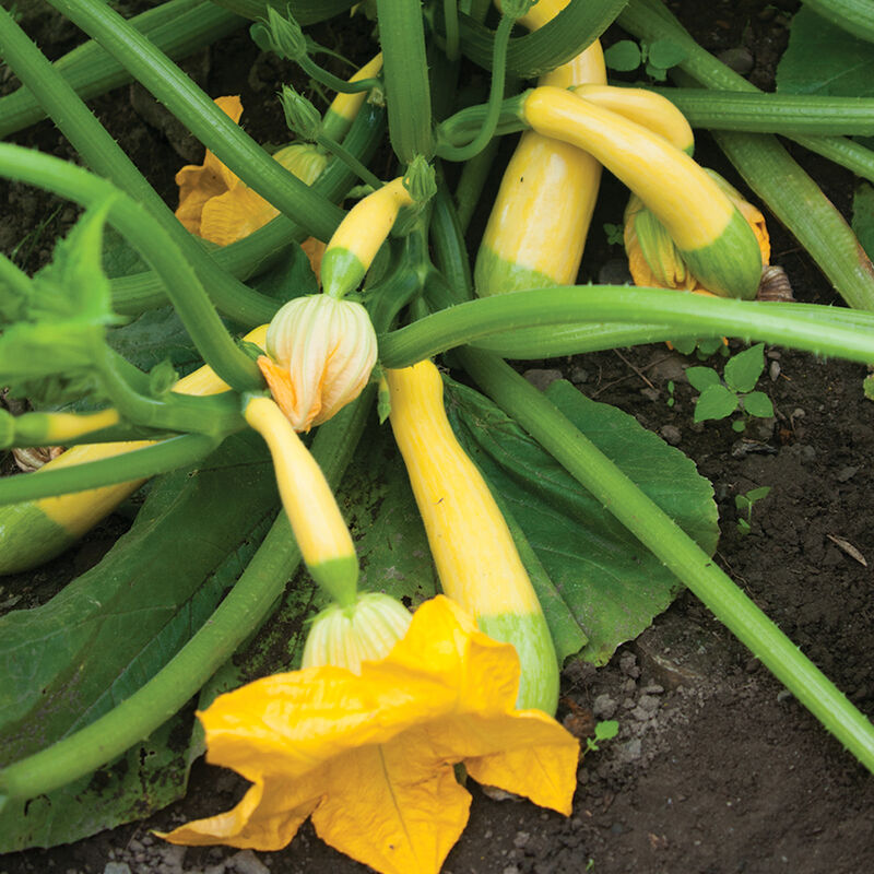 Zephyr Yellow Summer Squash 1lb