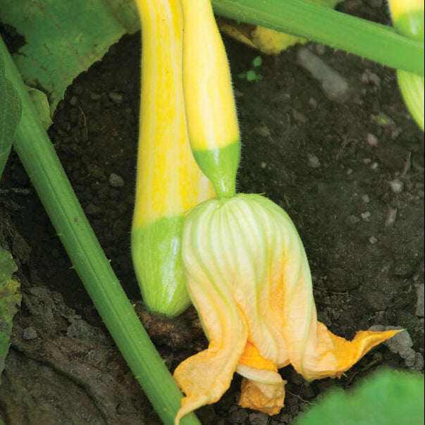 Zephyr Yellow Summer Squash 1lb