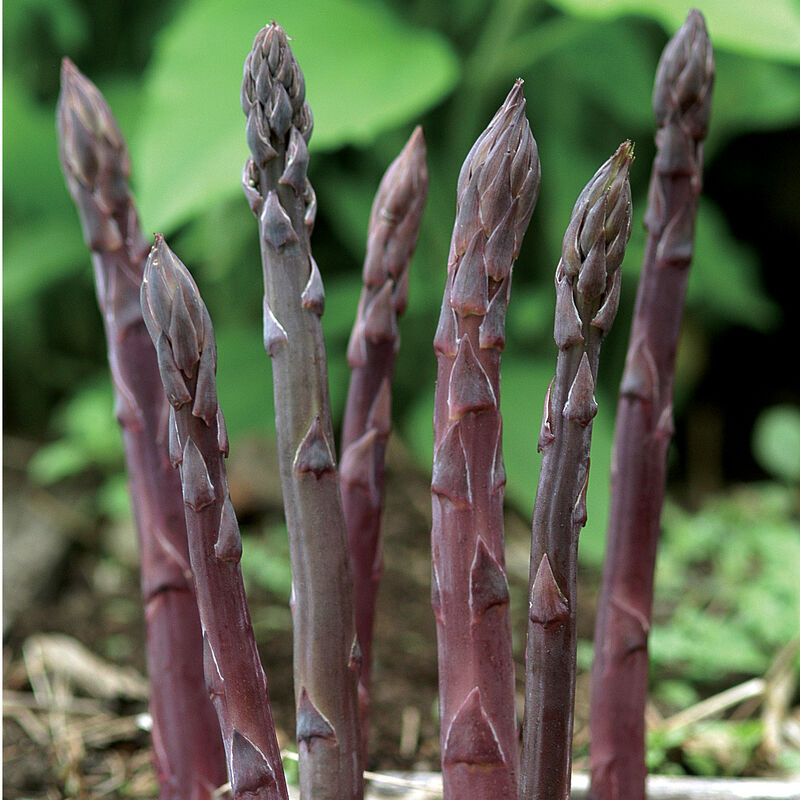 Purple Asparagus - I’m next! 🙋‍♀️