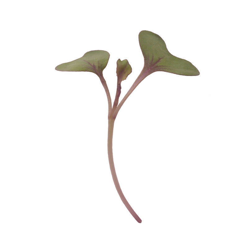 Microgreens: Red Acre Cabbage: Planted to order: 10 -14 days.