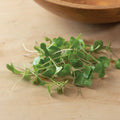 Microgreens: Broccoli - Planted to order: 10 -14 days.