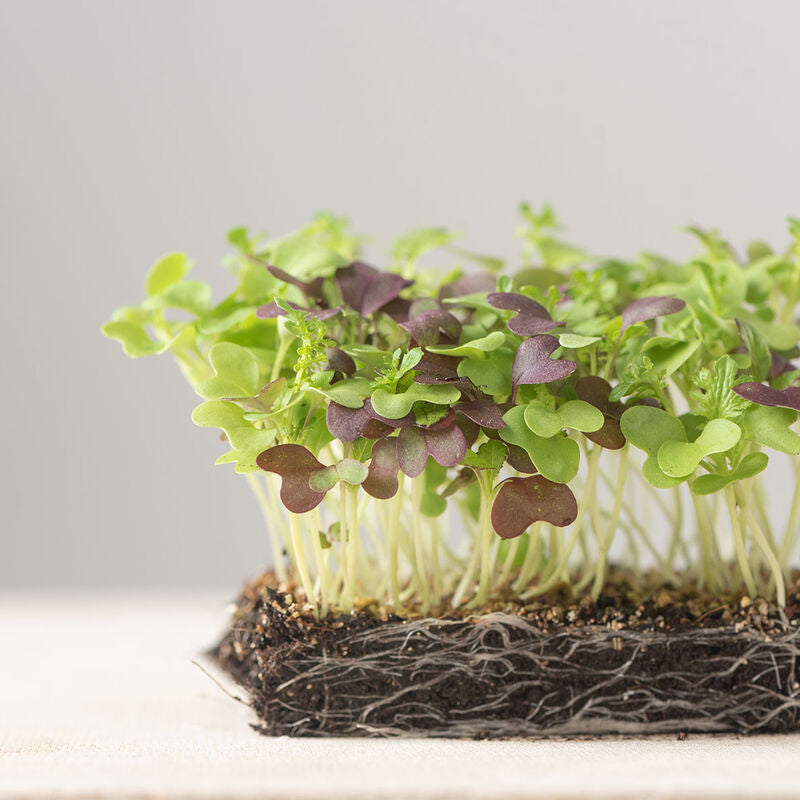 Microgreens Spicy Mix: Planted to order: 10 -14 days.