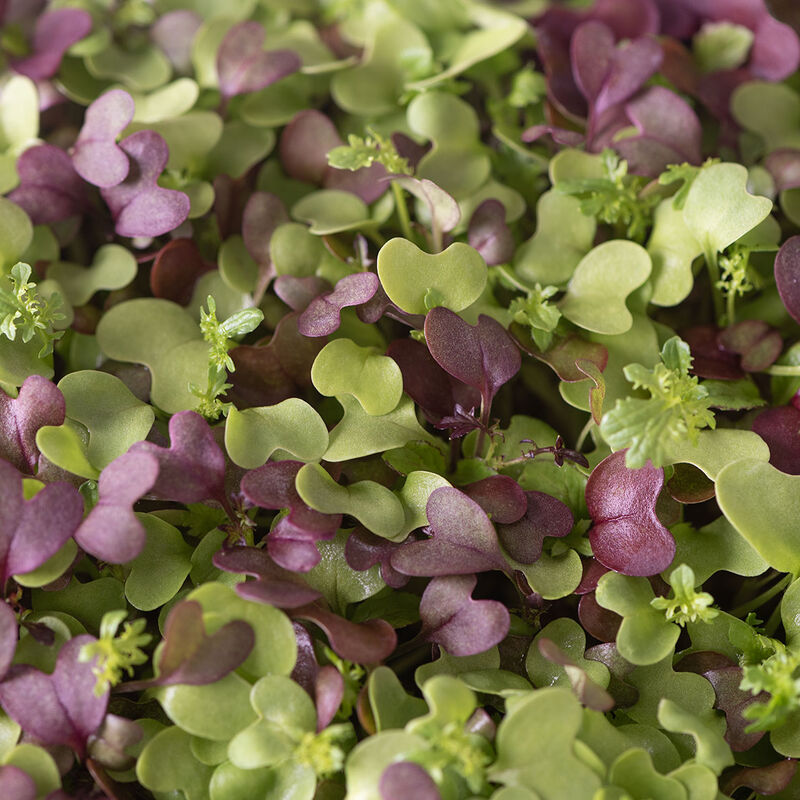 Microgreens Spicy Mix: Planted to order: 10 -14 days.