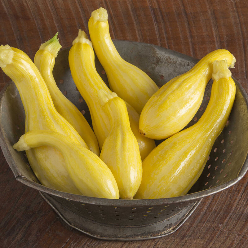 Tempest Organic Yellow Summer Squash