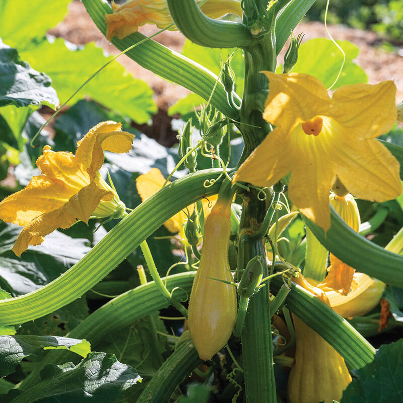 Tempest Organic Yellow Summer Squash