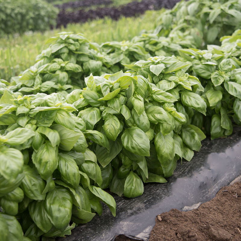 Herbs: Basils, Genovese