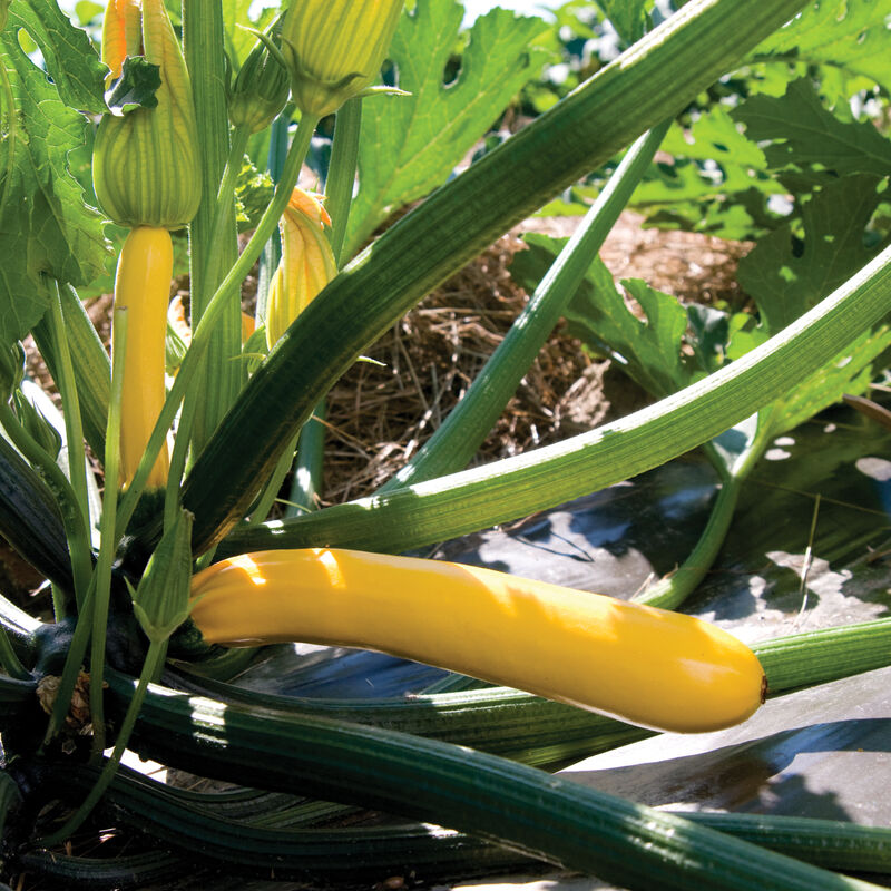 Golden Glory Zucchini Squash