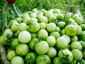 Tomatoes: Green lb