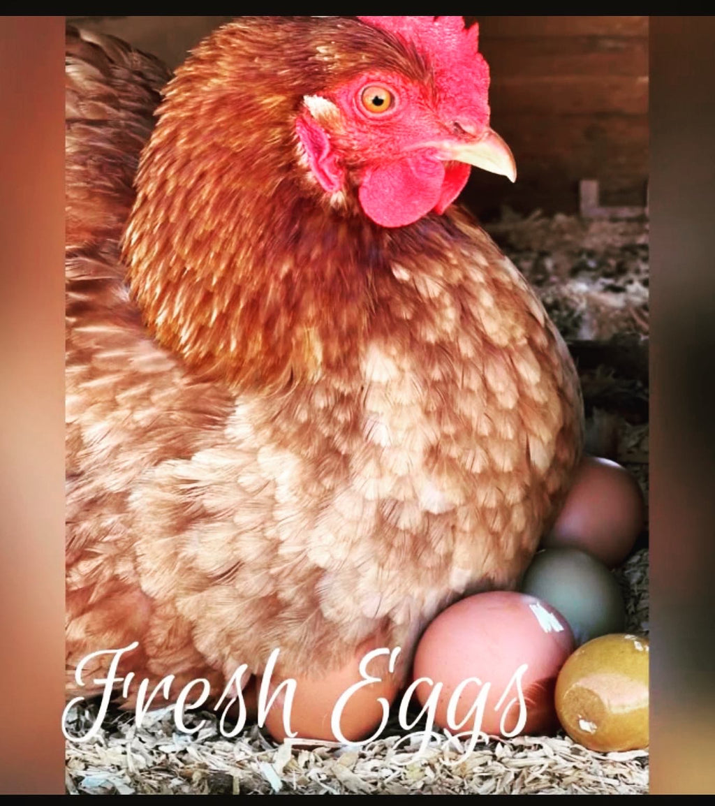 Eggs, I’m next🙋‍♀️ , made on grass & sunshine