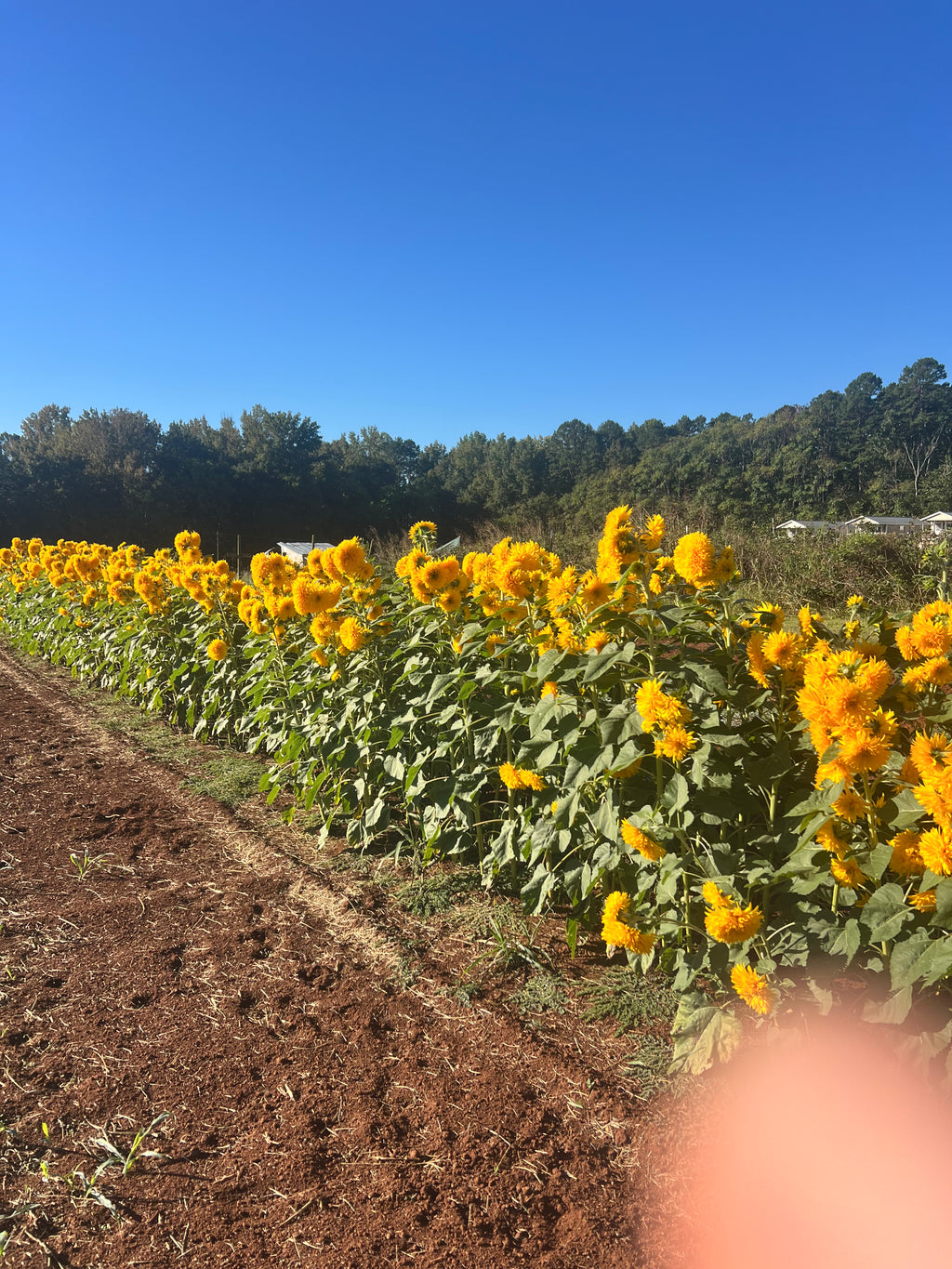 Teddy Bear Double Bloom Sunflowers: Cut your own $3/stem