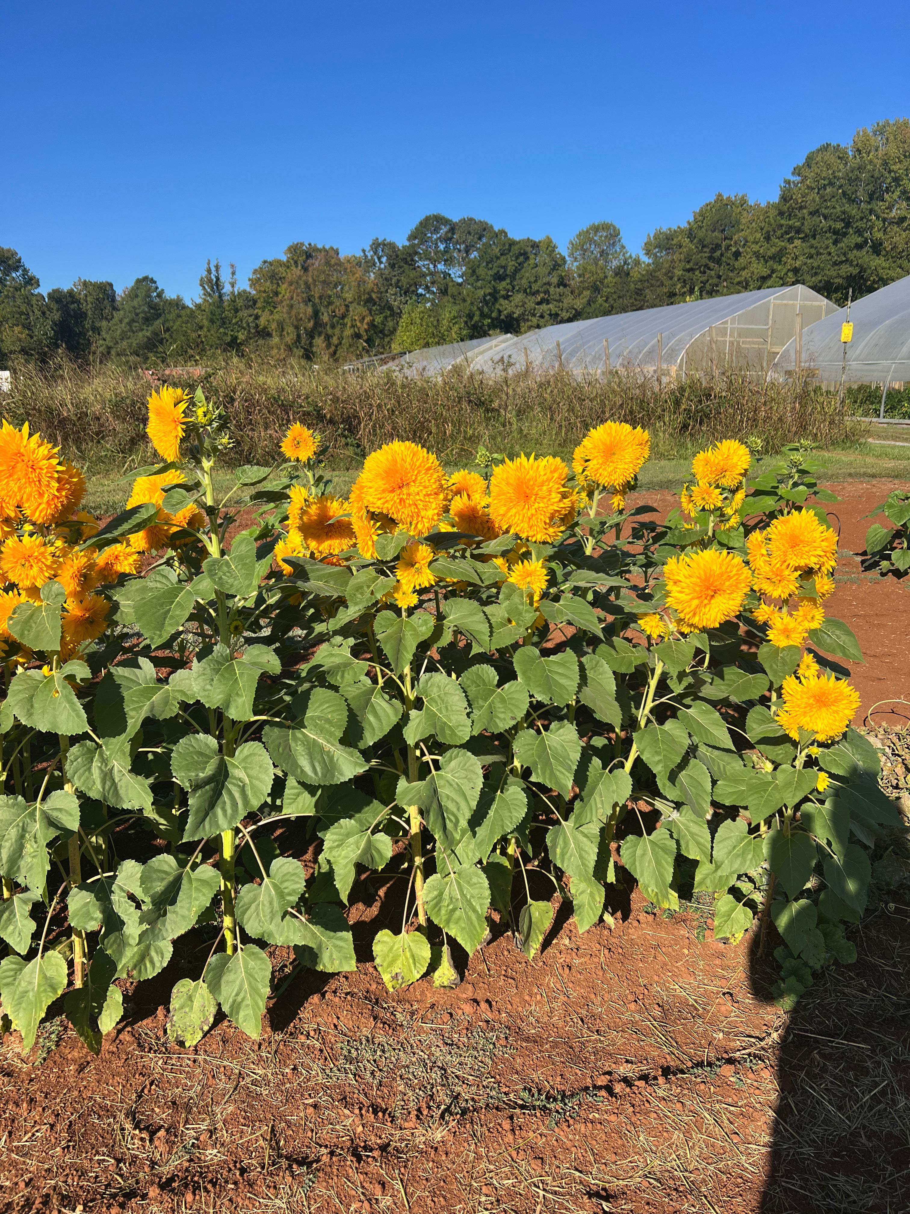 Teddy Bear Double Bloom Sunflowers: Cut your own $3/stem