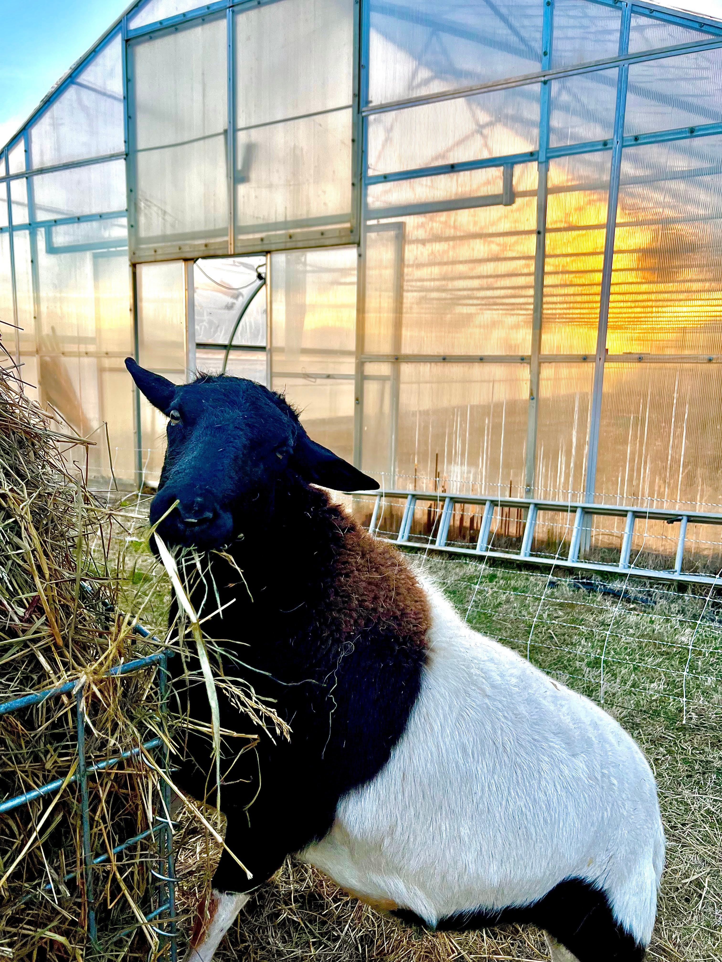 A relaxing evening at TerraStay Farm-Stay Cabins