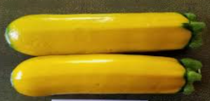 Golden Glory Zucchini Squash
