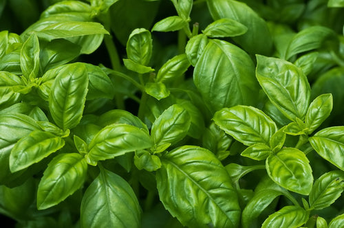 Herbs: Basils, Genovese