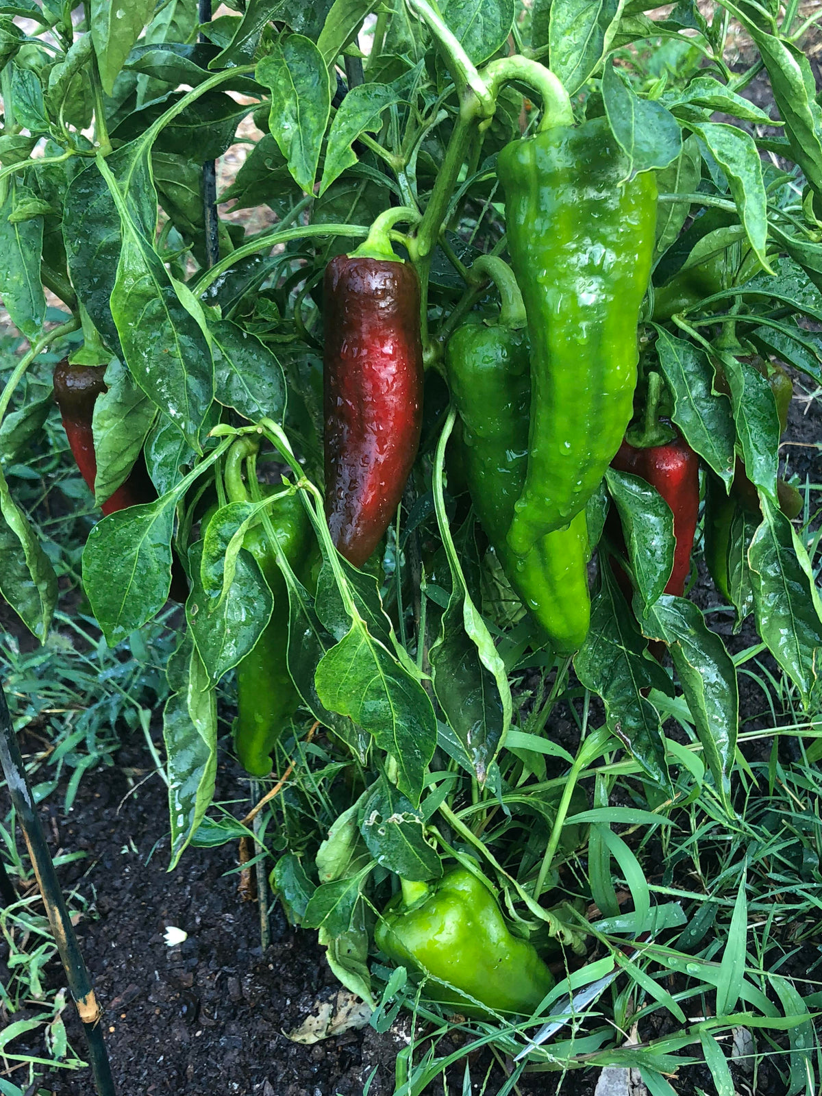Peppers: Italian Sweets (lb)