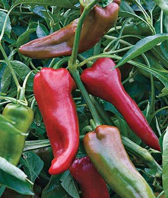 Peppers: Italian Sweets (lb)