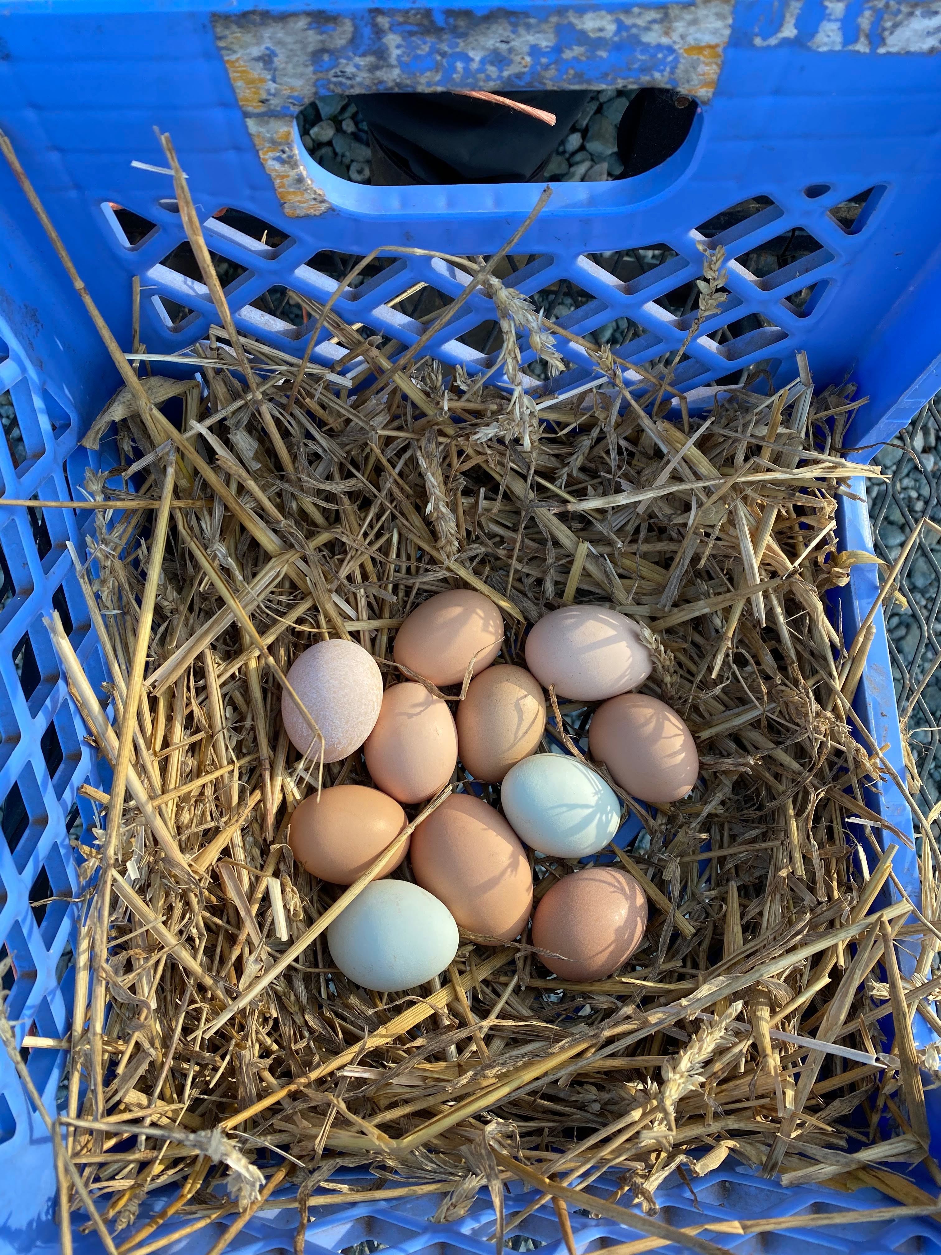 Farm fresh eggs at TerraStay Farm