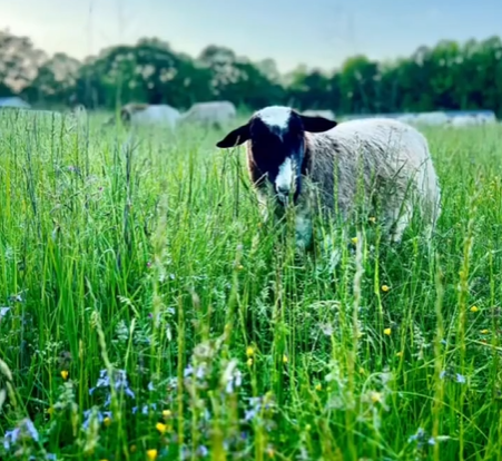 TerraStay Farm sheep grazing in the pasture