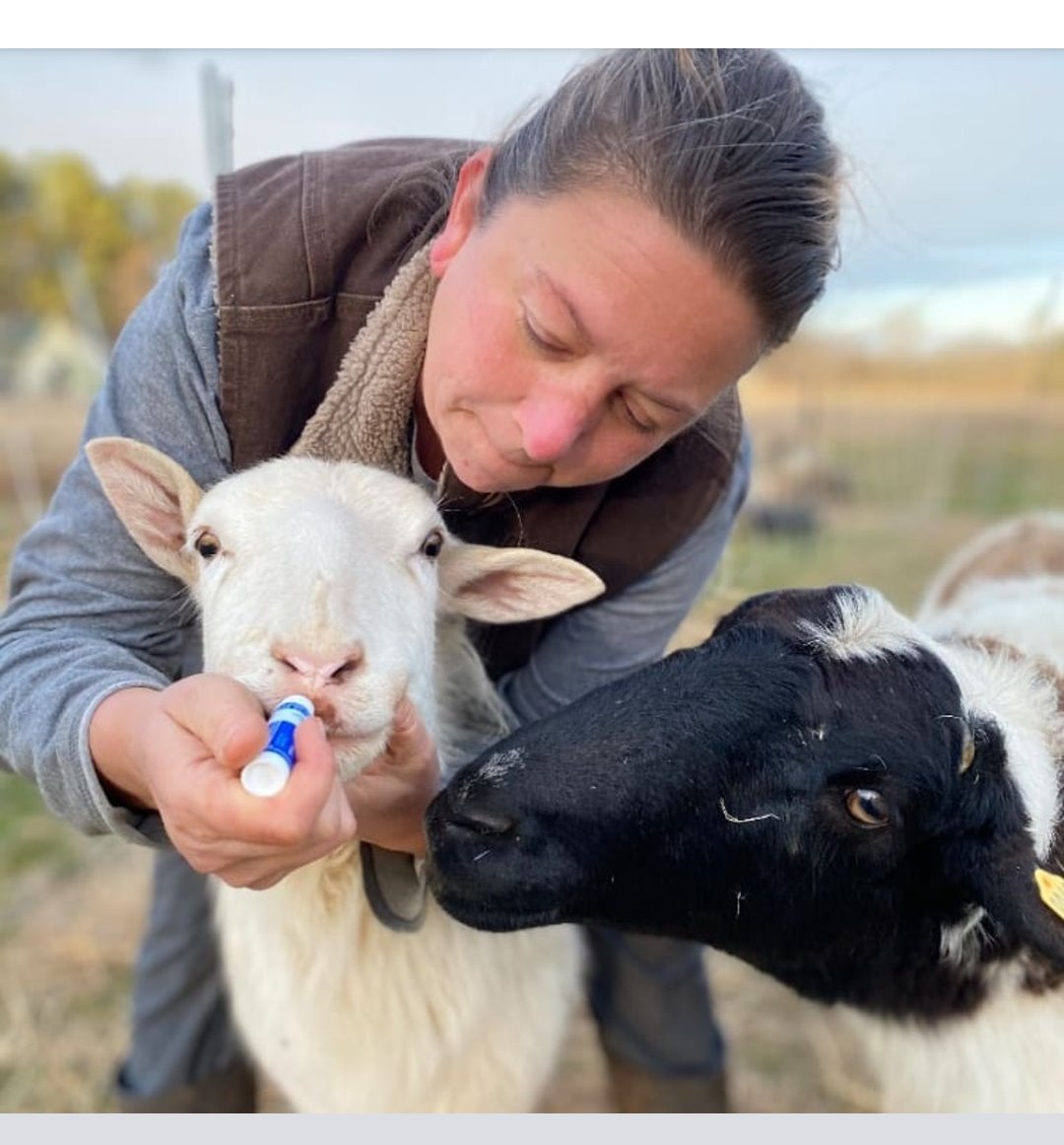 Feeding a lamb at TerraStay Farm