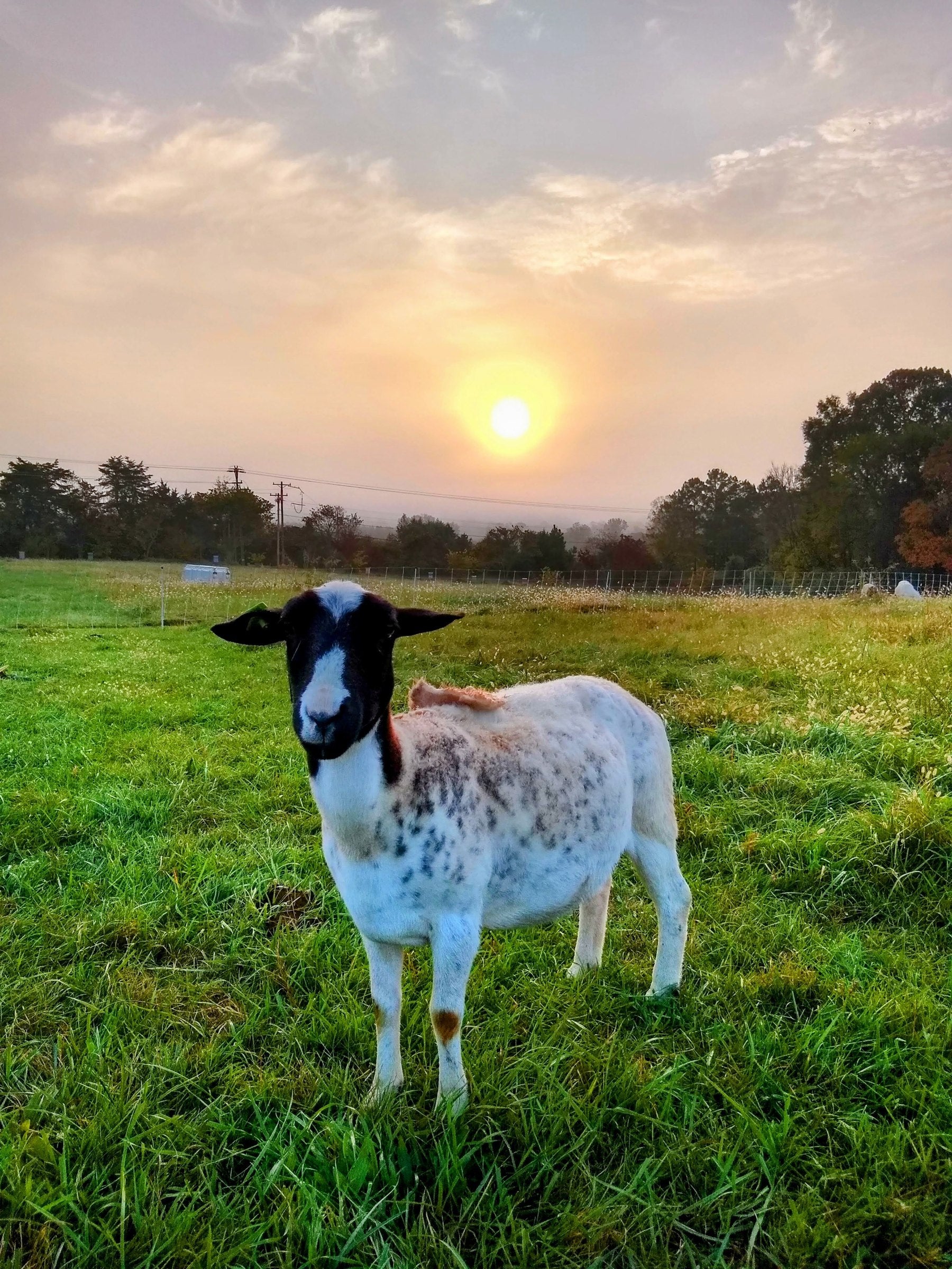 A lamb at TerraStay Farm