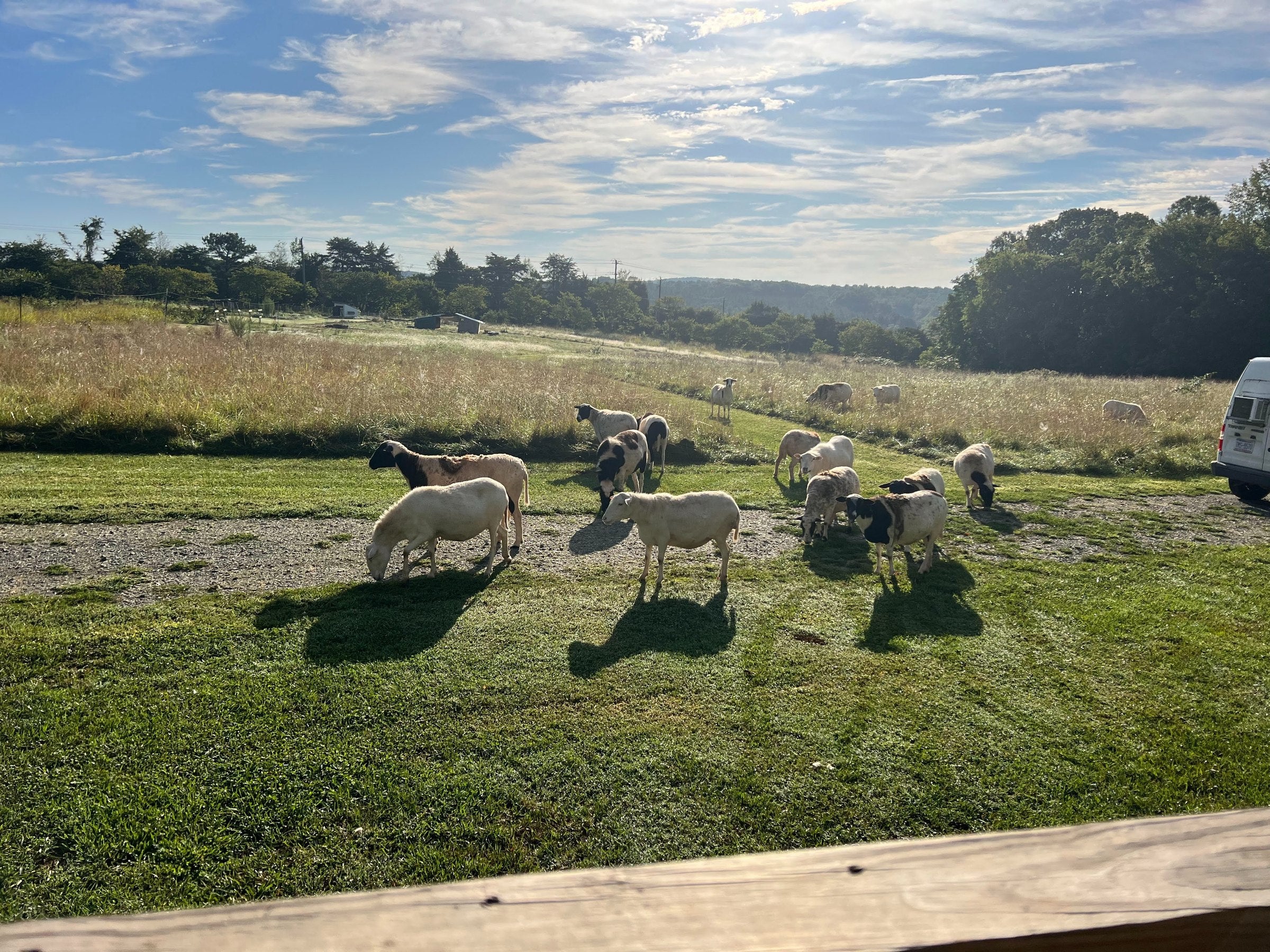 TerraStay Farm sheep grazing in the pasture