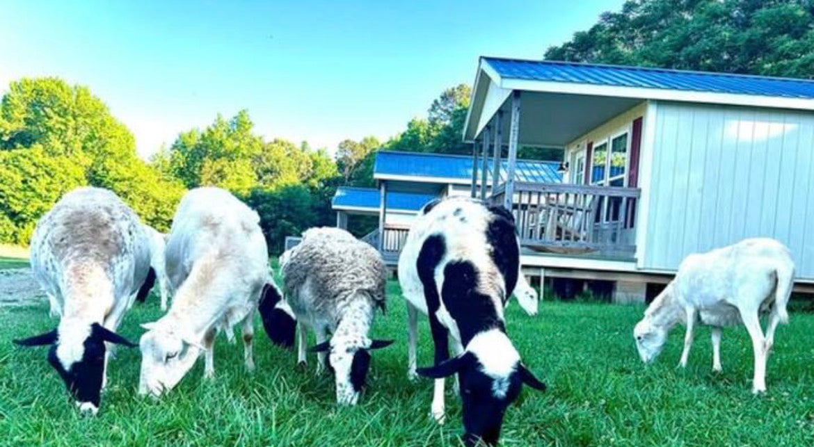 TerraStay Farm hens in the pasture