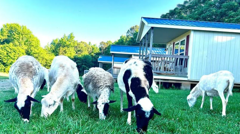 TerraStay Farm hens in the pasture