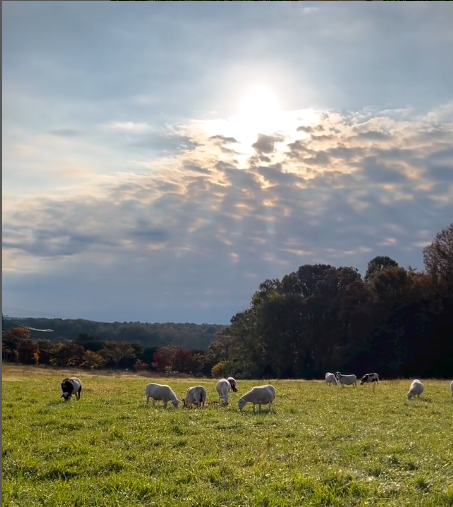 TerraStay Farm hens in the pasture