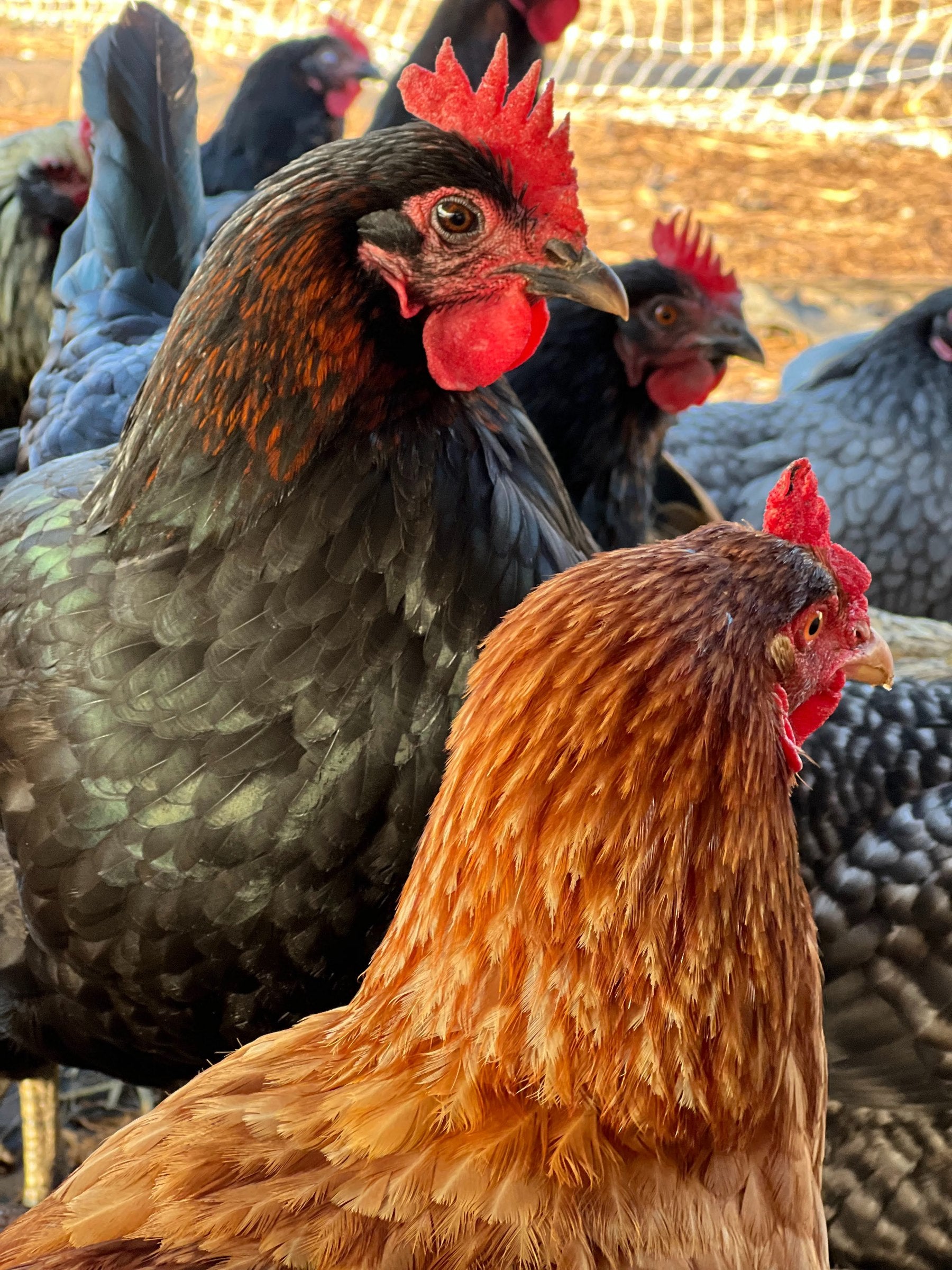 Close-up of hens at TerraStay Farm