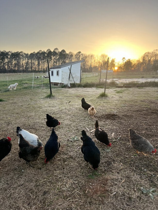 Hens on a frosty morning at TerraStay Farm