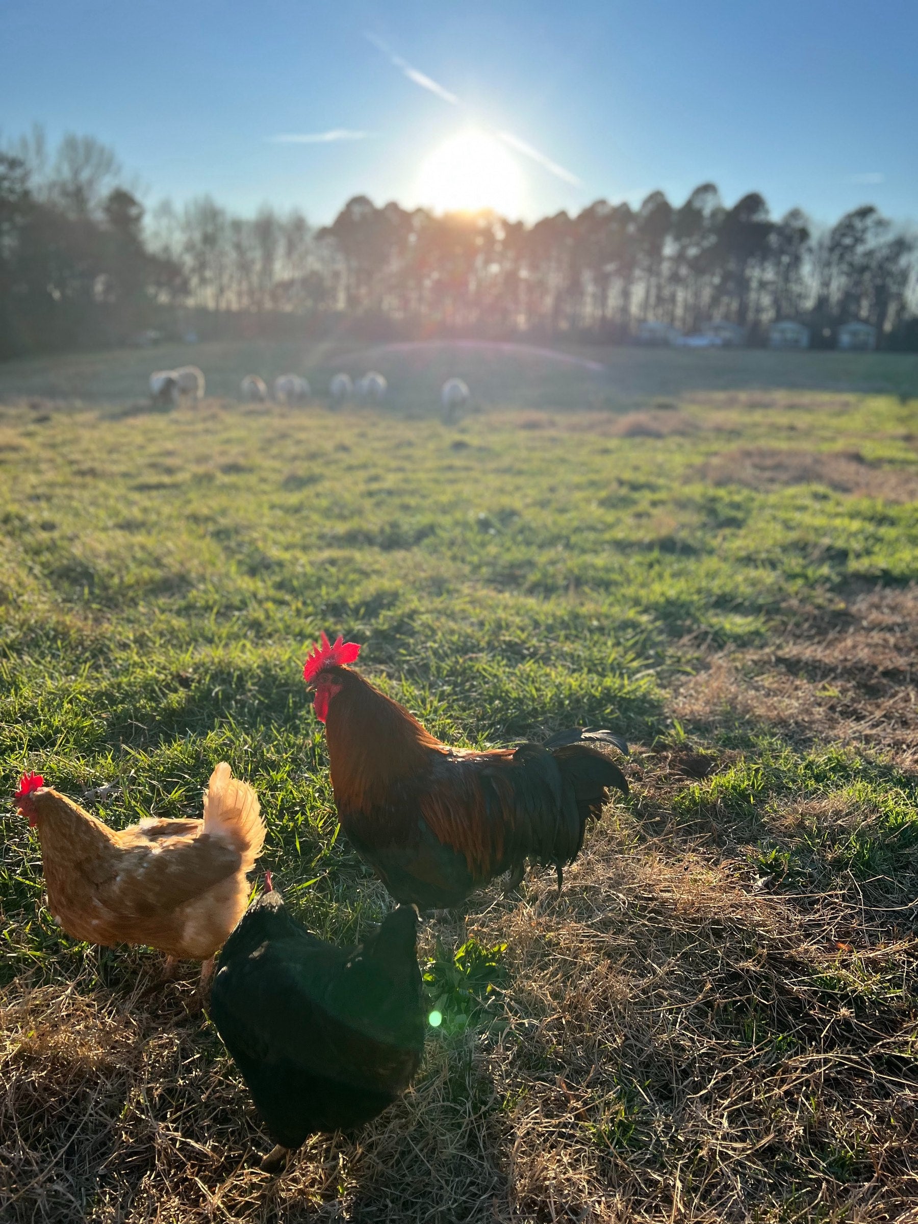 Rooster and hens at TerraStay Farm