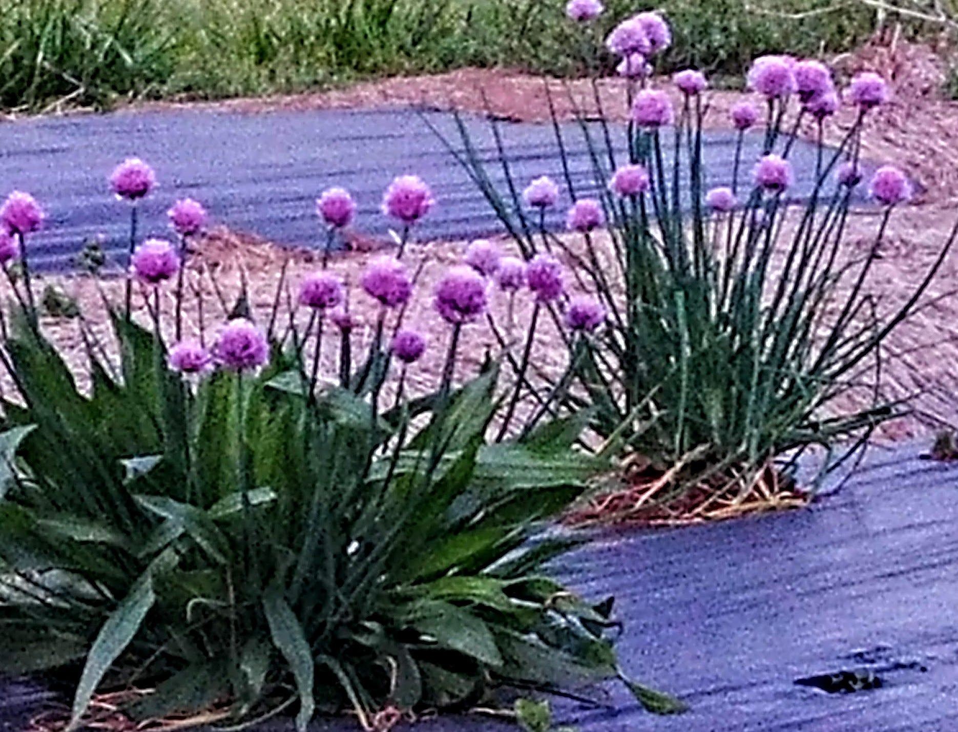 Chive blossoms growing at TerraStay Farm
