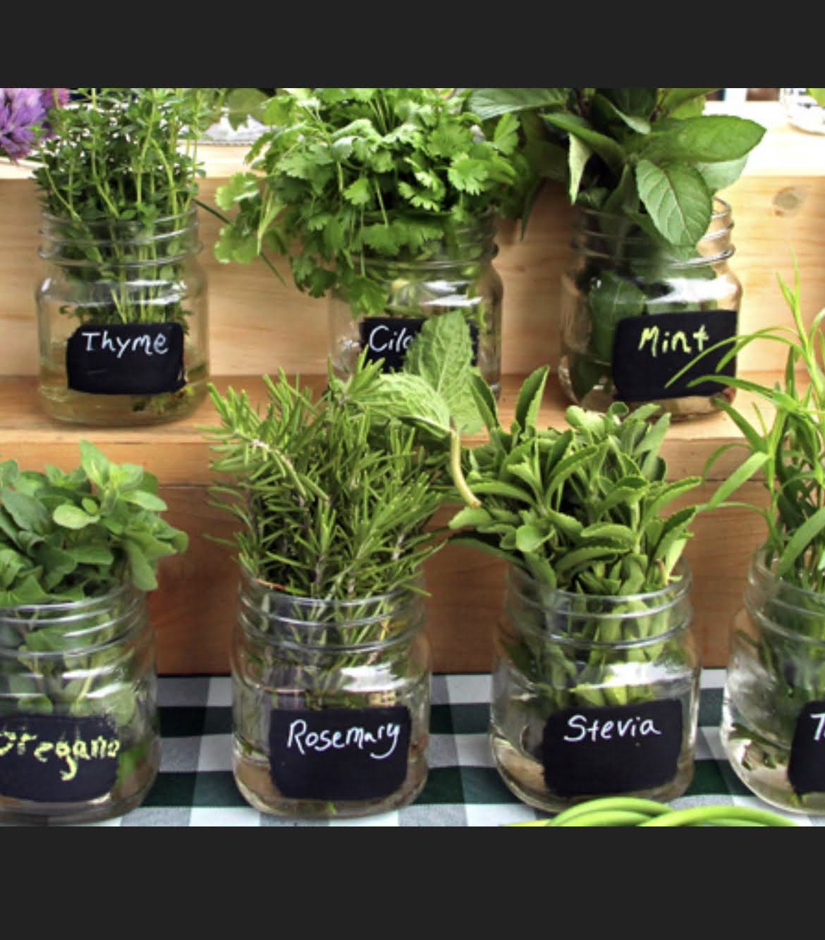 Fresh herbs from TerraStay Farm