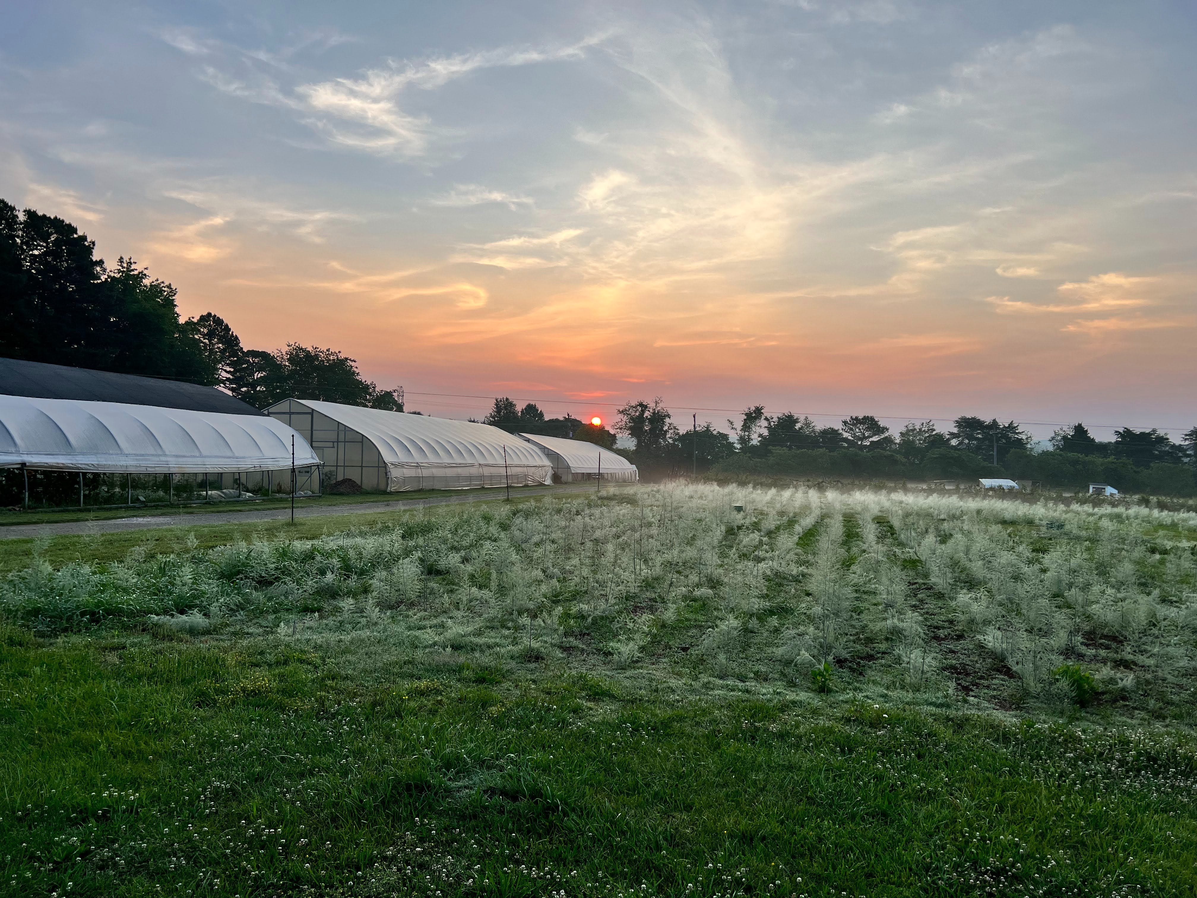 TerraStay Farm greenhouses at sunrise, Saxapahaw, North Carolina