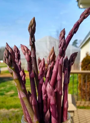 Purple Asparagus - I’m next! 🙋‍♀️