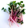 Microgreens: Radish Red Arrow: Planted to order: 10 -14 days.
