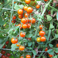 Tomatoes, Sungold & Super Sweet salad tomato, lb