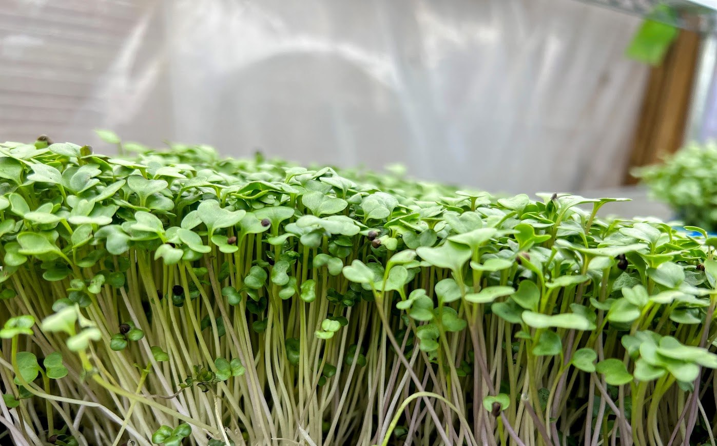 Broccoli microgreens from TerraStay Farm
