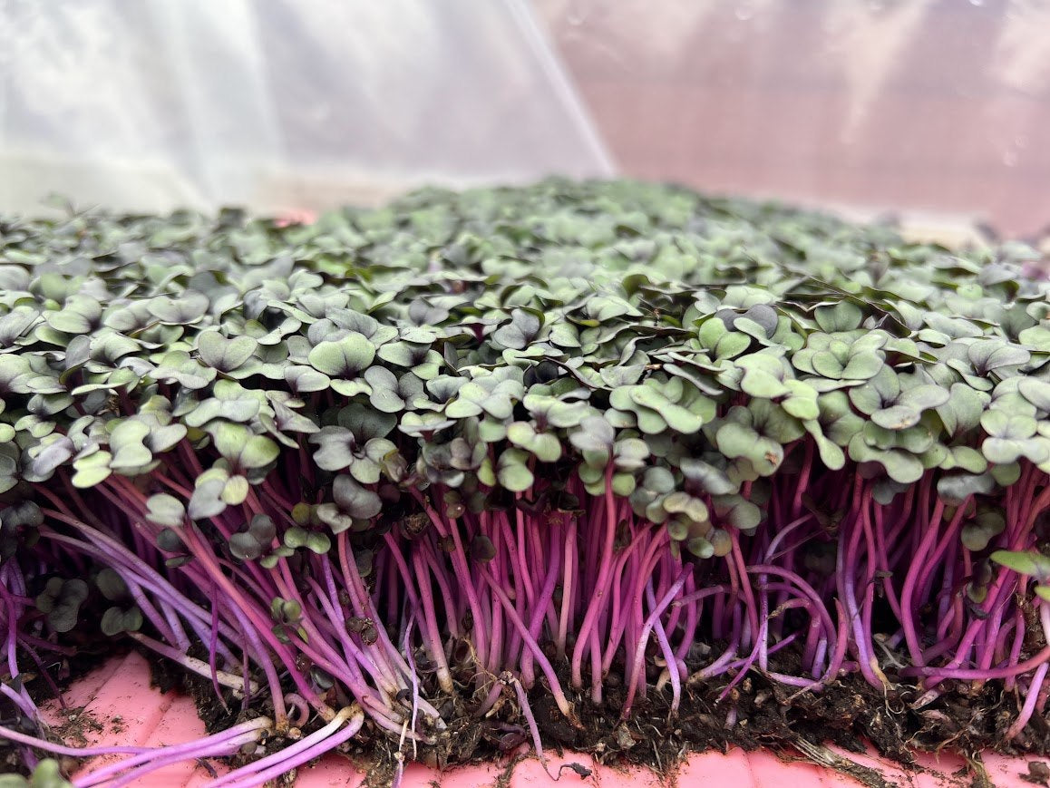 Red Acre Cabbage microgreens from TerraStay Farm