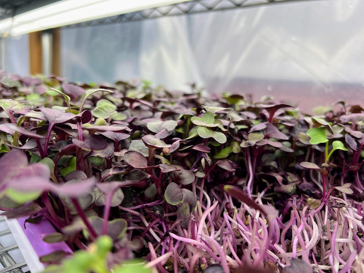 Radish Red Arrow microgreens from TerraStay Farm