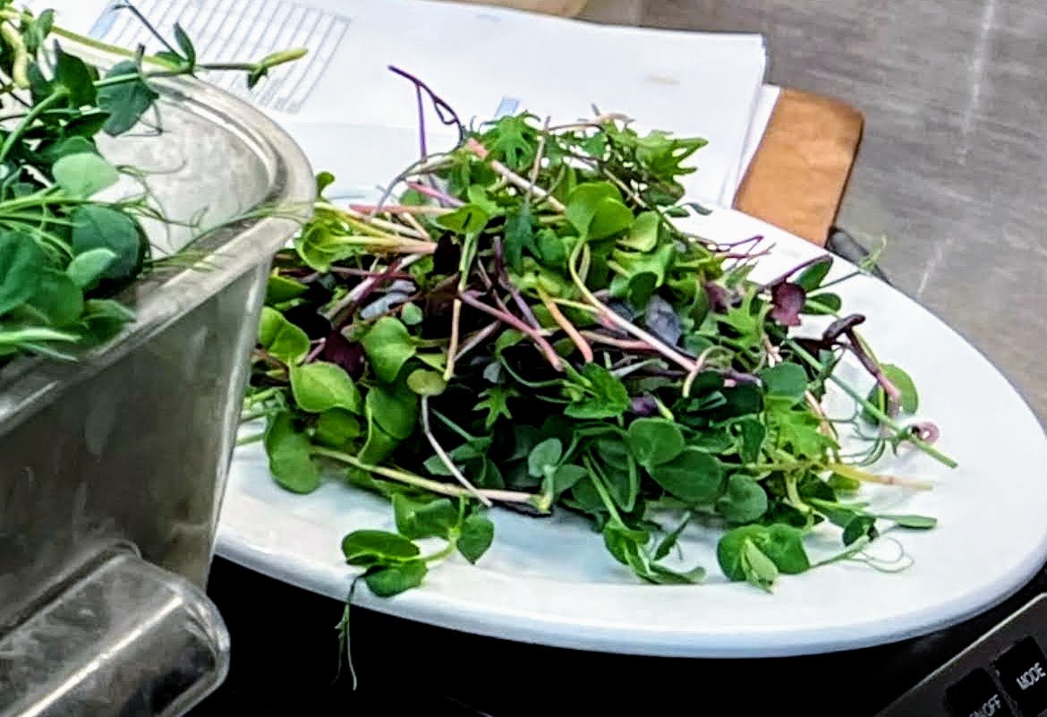 Freshly harvested microgreens from TerraStay Farm