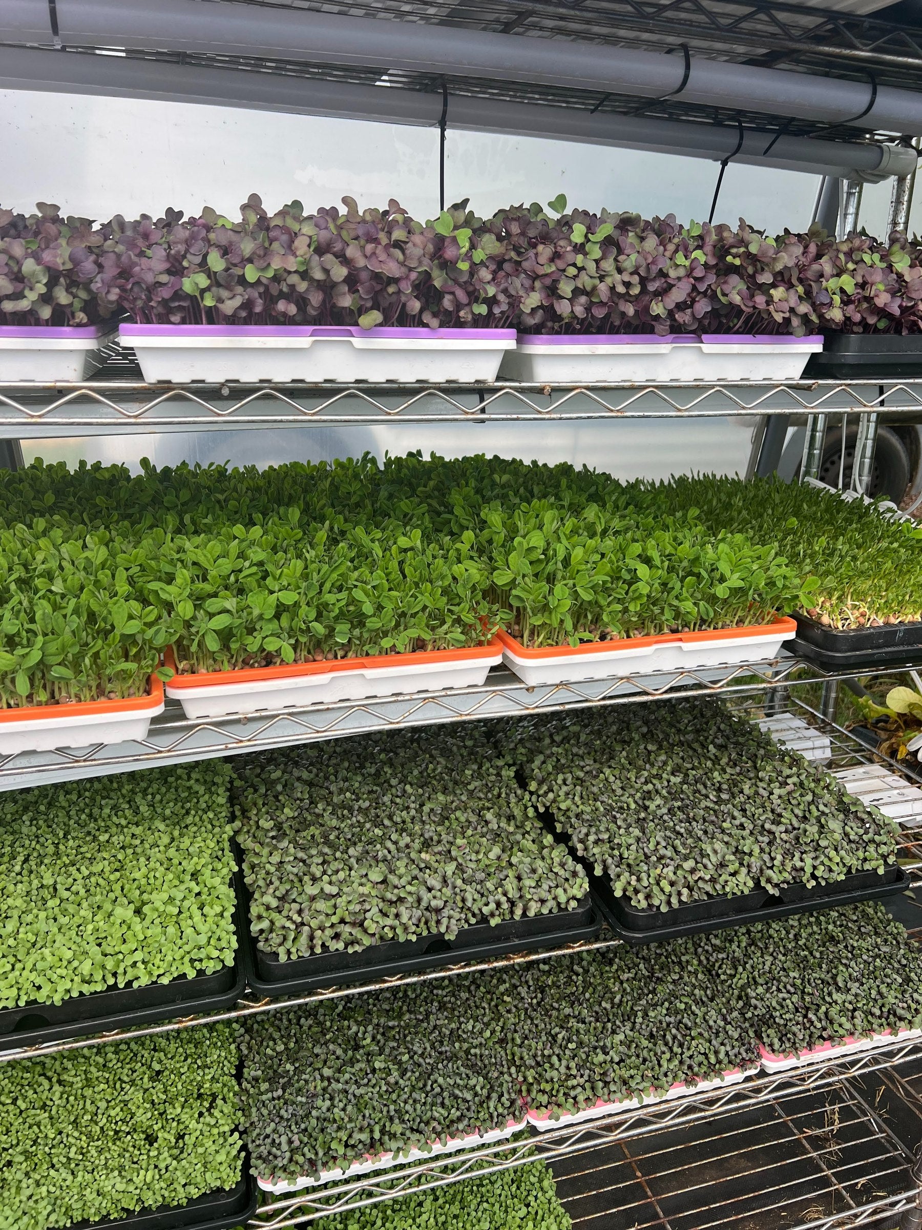 Microgreen trays growing on shelves at TerraStay Farm