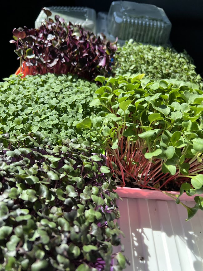 Fresh microgreens grown at TerraStay Farm