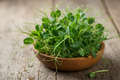 Microgreens: Pea & tendril shoots