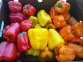 Peppers, Sweet Multi-Color Bells, No Green 10lb Restaurant/Canning Bundle