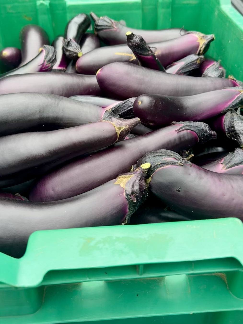 Eggplant, Asian lb