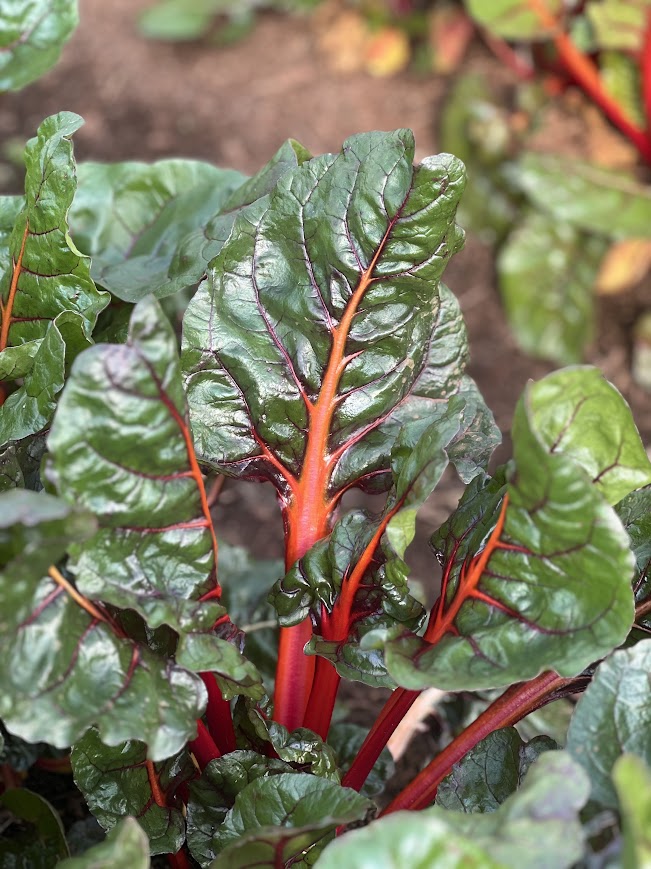 Fresh produce and herbs from TerraStay Farm