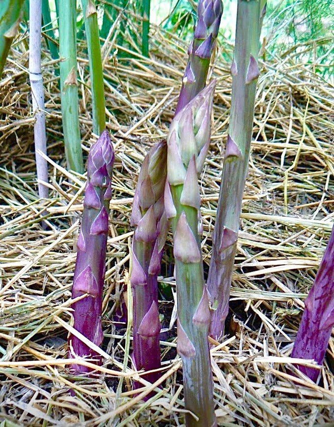 Purple asparagus growing at TerraStay Farm