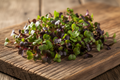 Microgreens: Radish Purple. Planted to order: 10 -14 days.